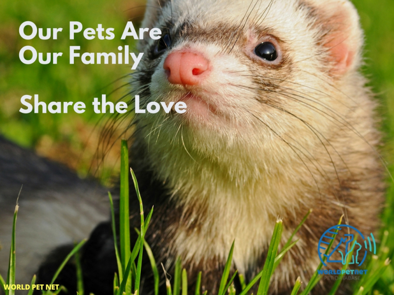 Реестр питомников и племенных репродукторов породы